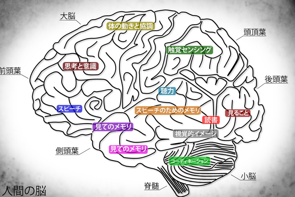 《为什么精英这样用脑不会累》笔记